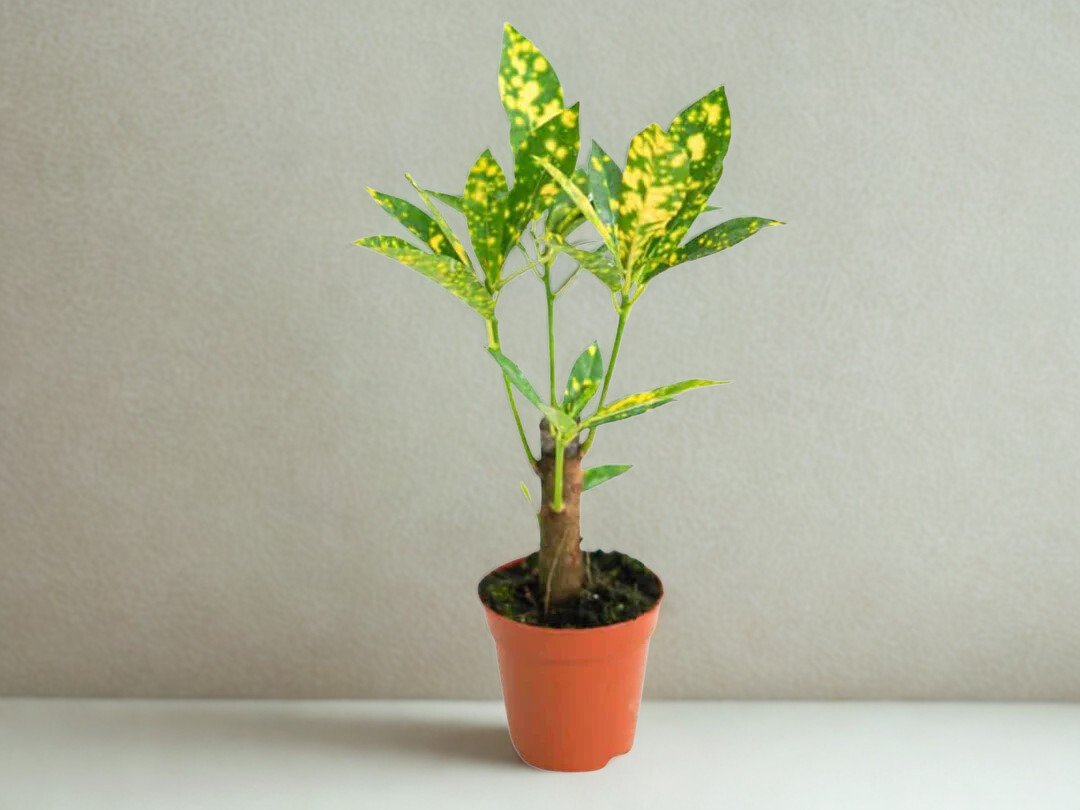 Codiaeum variegatum 'Aucubifolium'