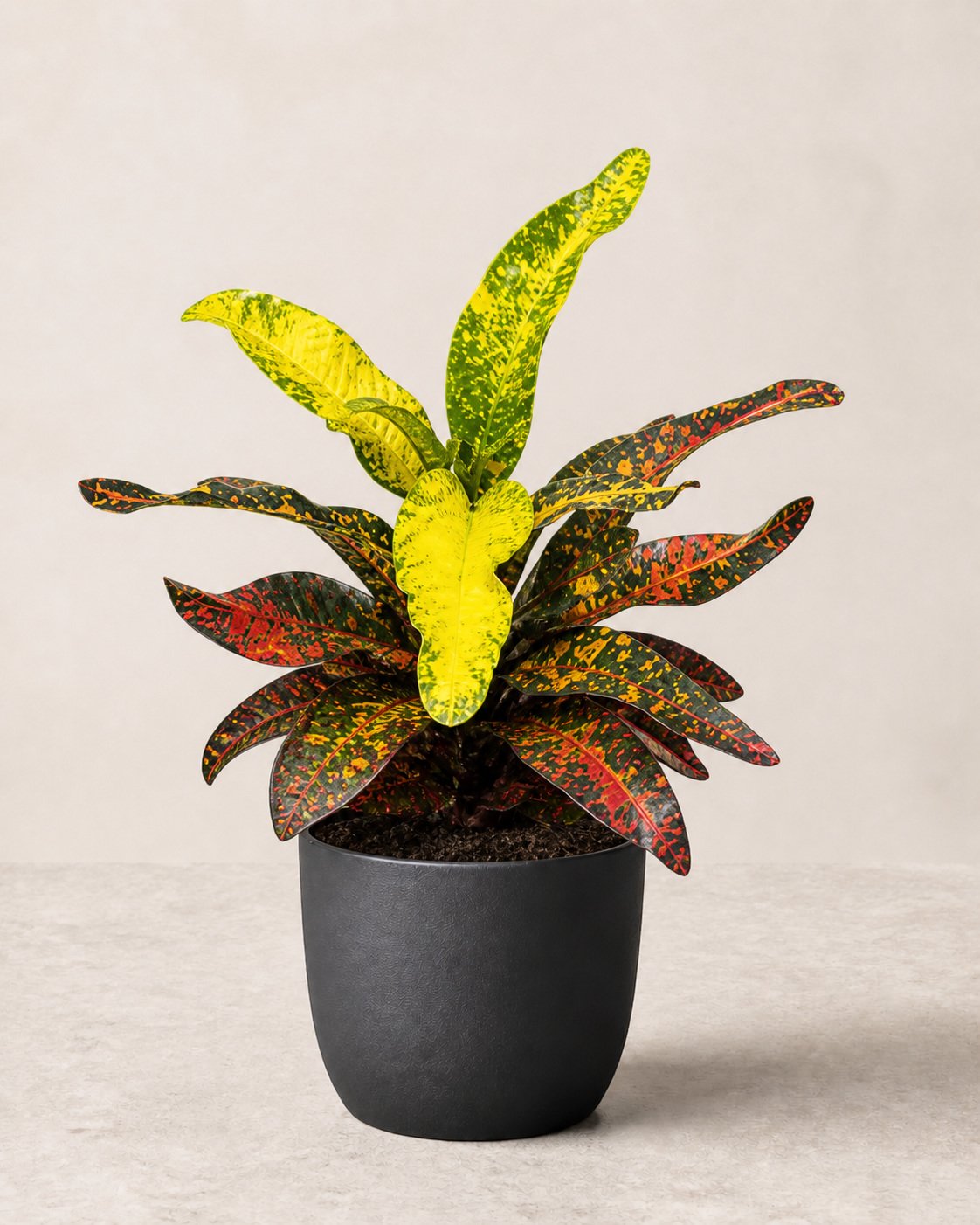 Illustration of Codiaeum variegatum 'Bush on Fire'