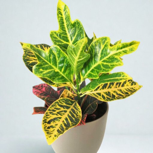 Codiaeum variegatum 'Excellent'