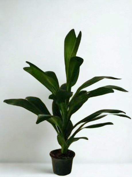 Codiaeum variegatum 'Glauca'