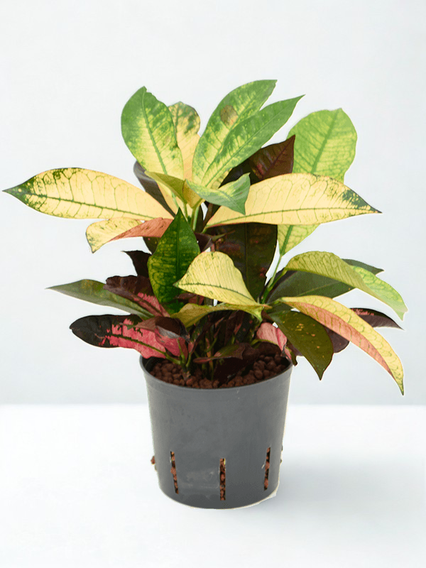 Codiaeum variegatum 'Iceton'