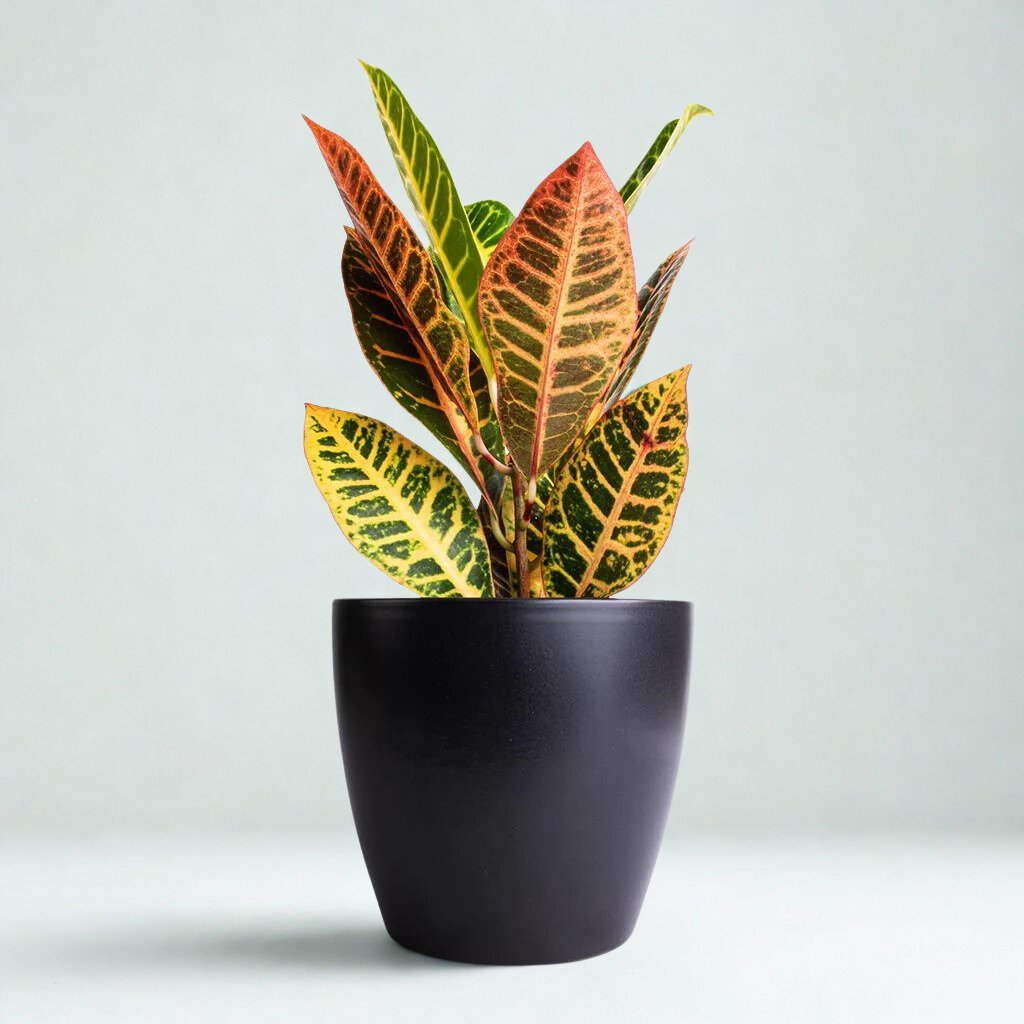 Codiaeum variegatum 'Petra'