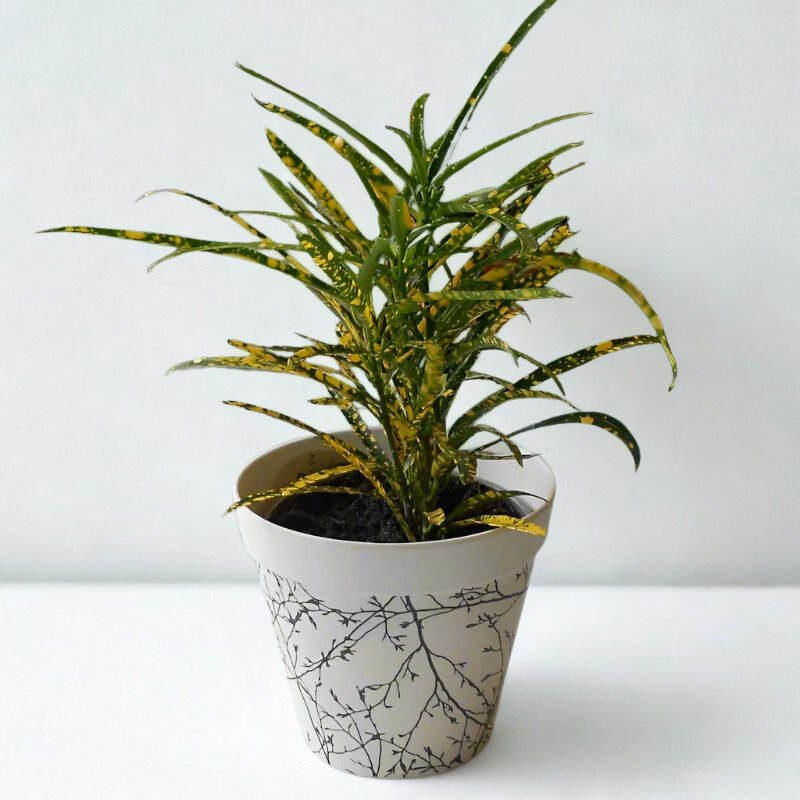 Codiaeum Pictum