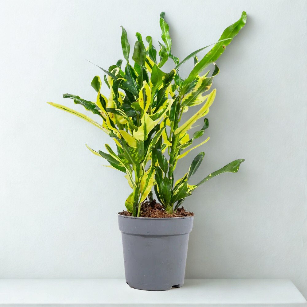 Codiaeum variegatum 'Pigtail'