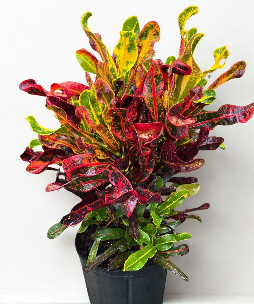 Codiaeum variegatum 'Red Banana'