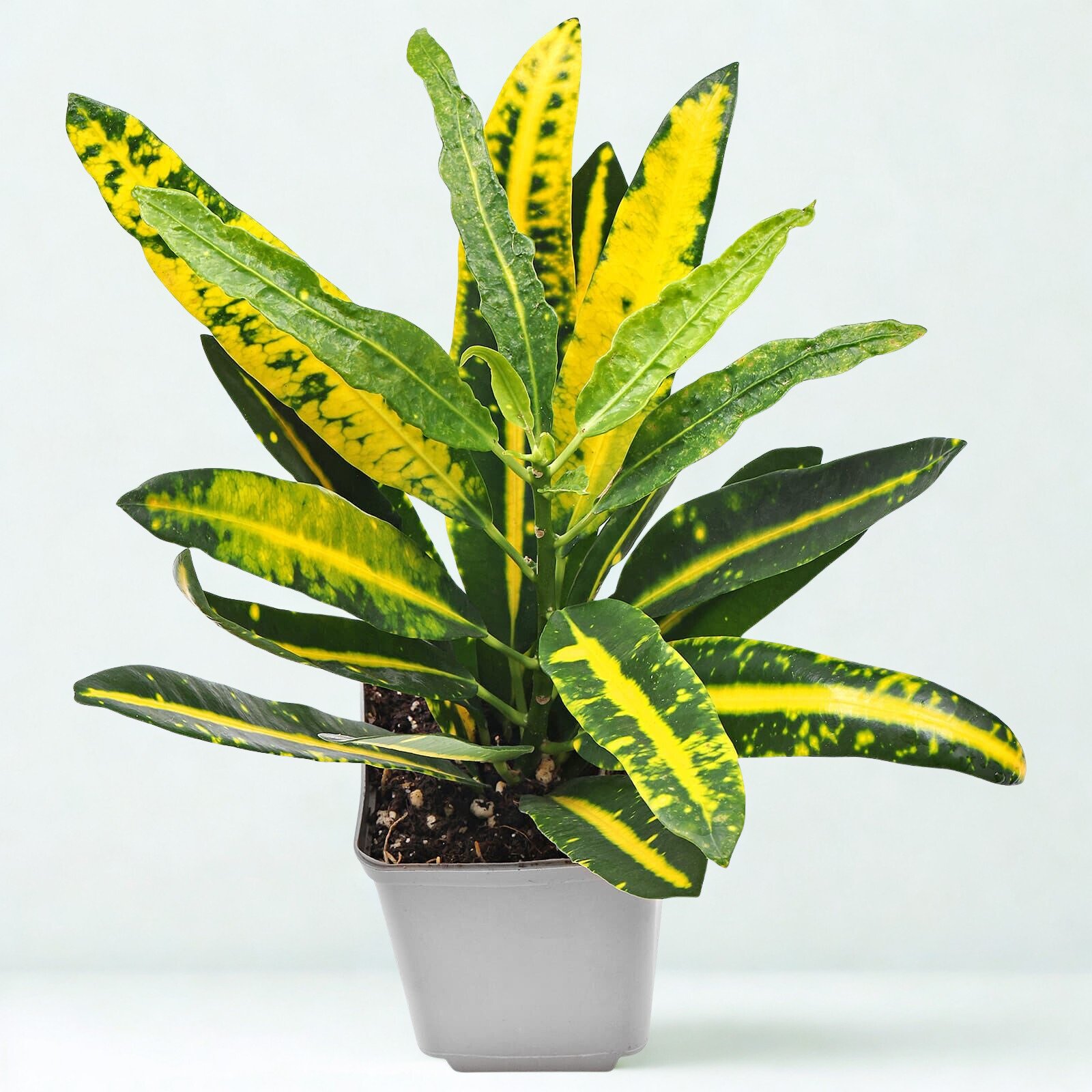 Codiaeum variegatum 'Sunny Star'