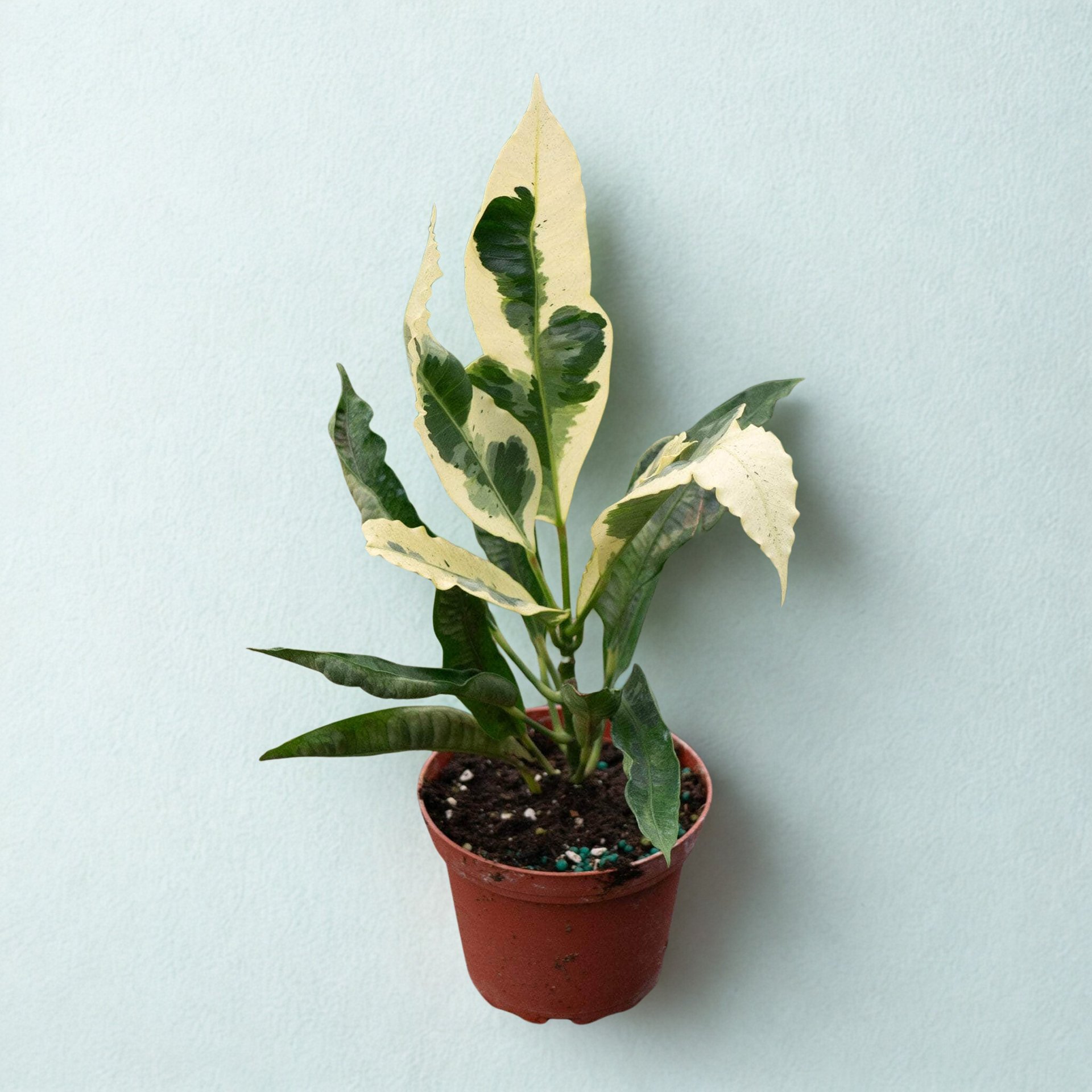 Codiaeum variegatum 'Thamara'