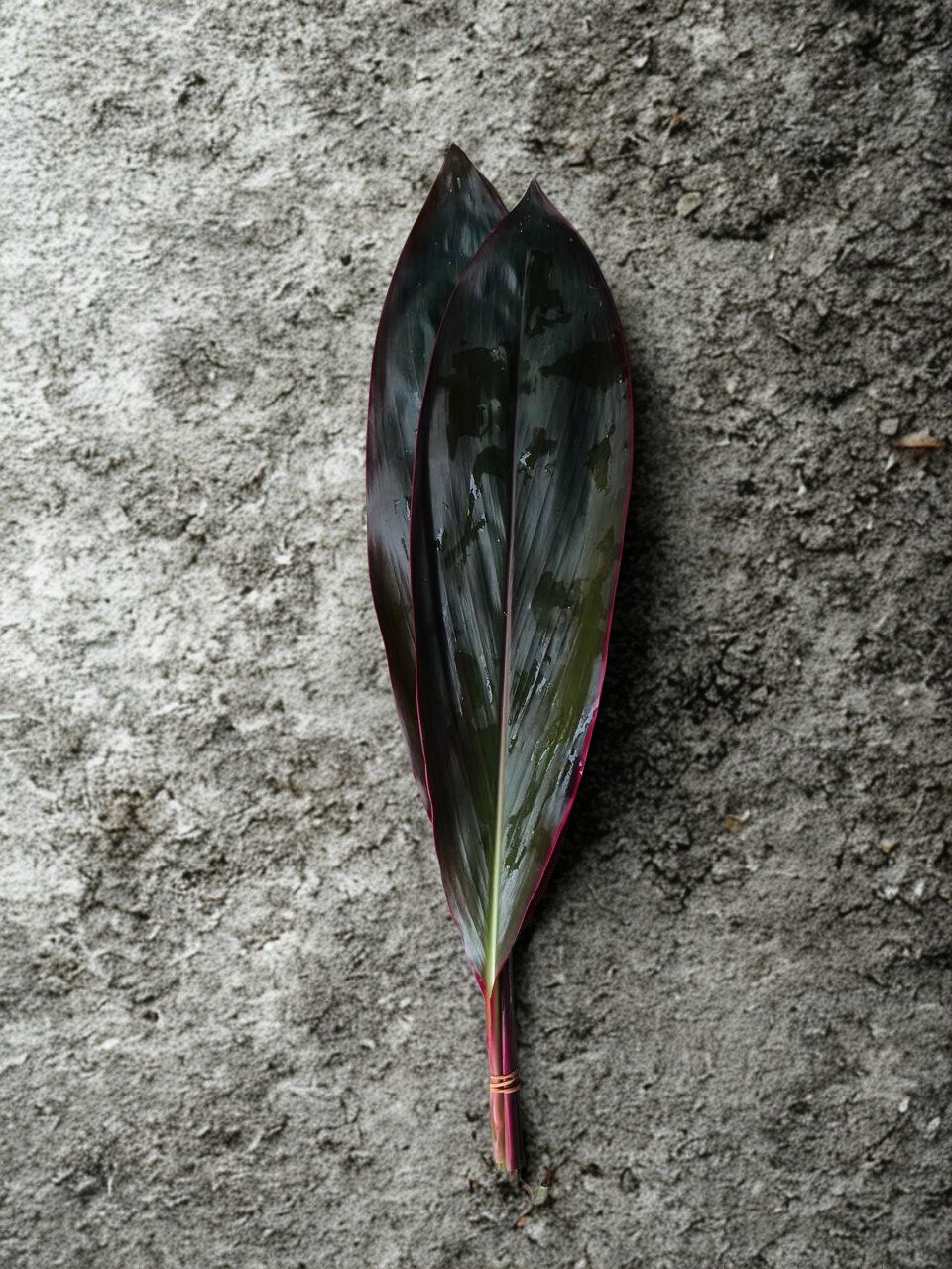 Cordyline Red Edge Strip