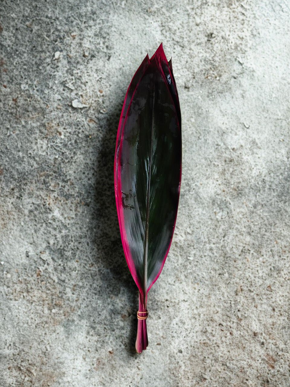 Cordyline Red