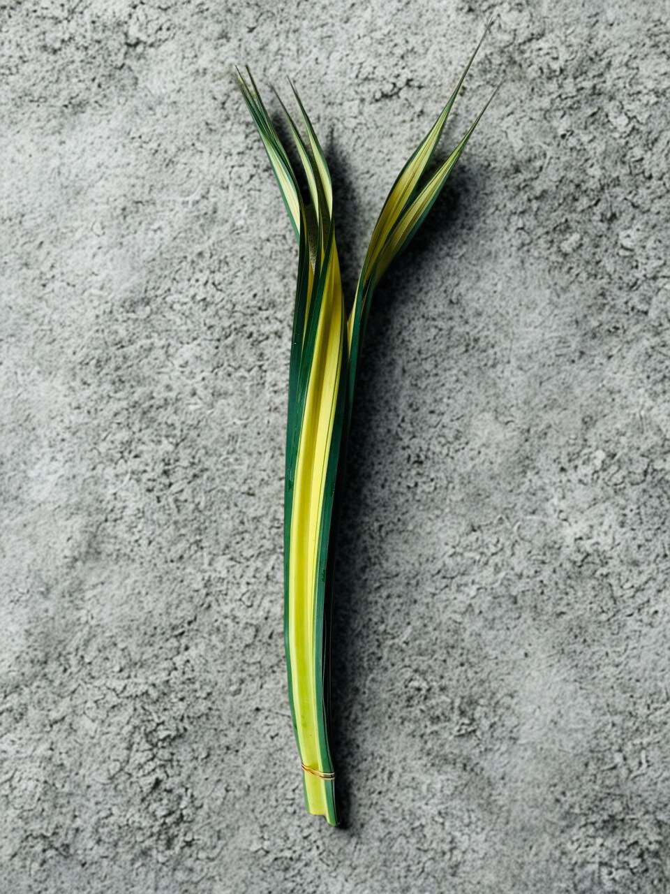 Dianella