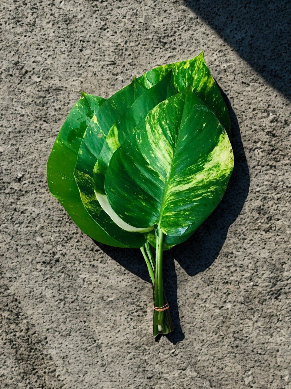 Dieffenbachia