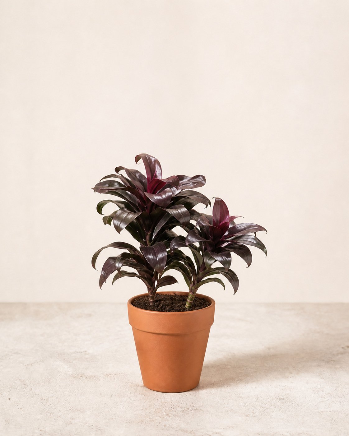 Illustration of Dracaena fragrans 'Purple Compacta'