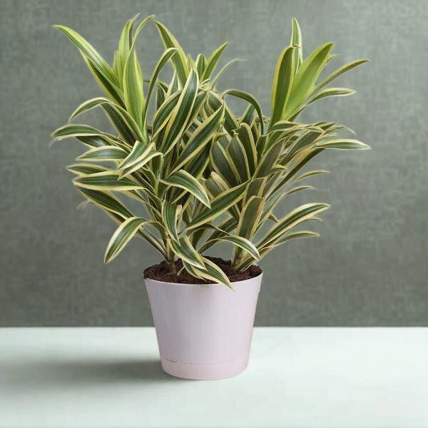 Dracaena reflexa 'Song of India'