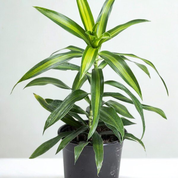 Dracaena reflexa 'Song of Jamaica'