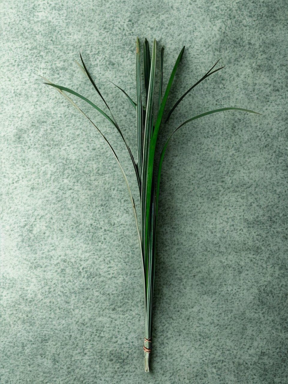 Dracaena trifasciata