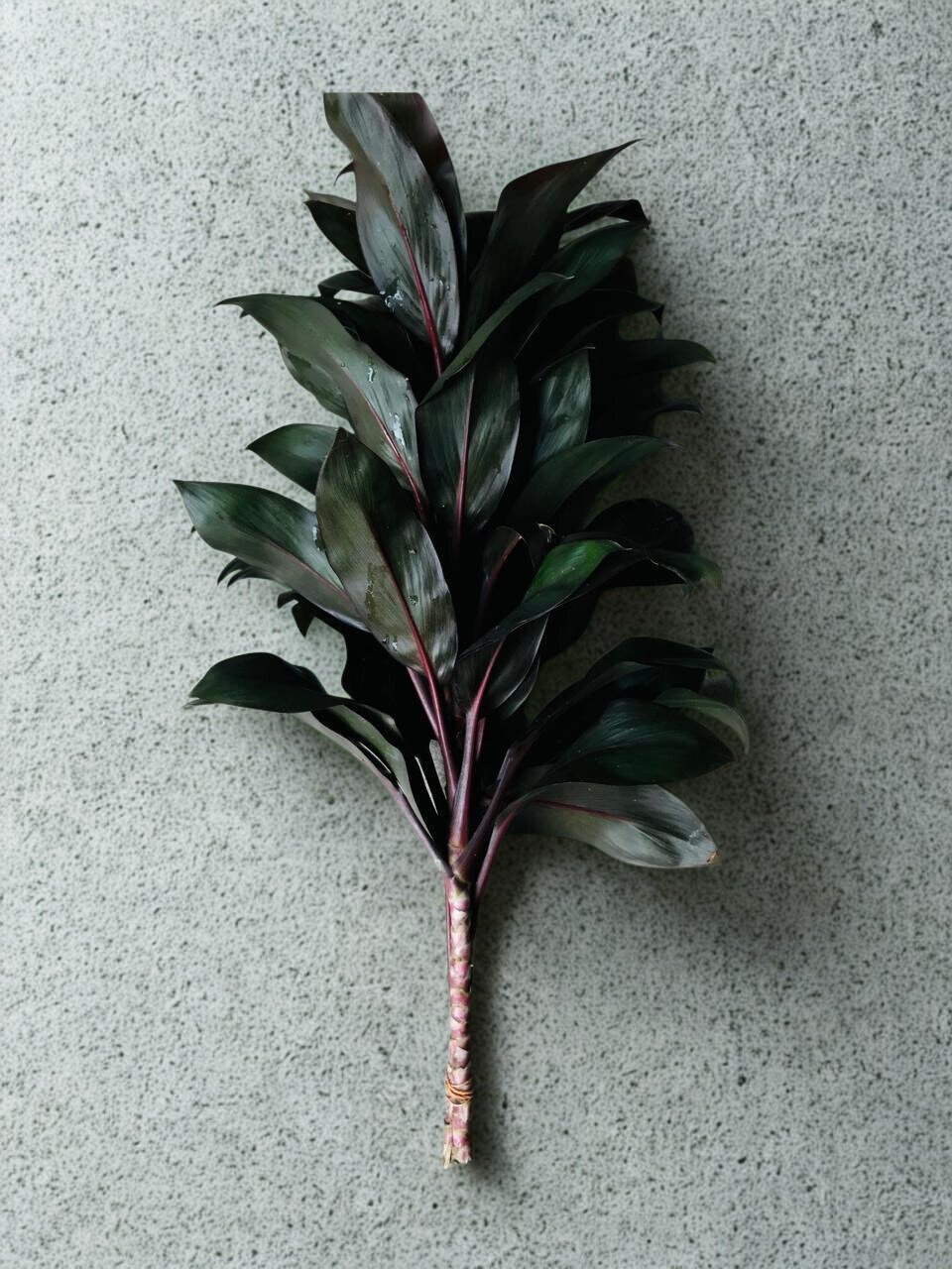 Dracaena Compacta