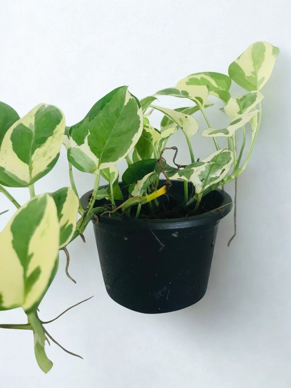 Epipremnum aureum 'Tropical Green'