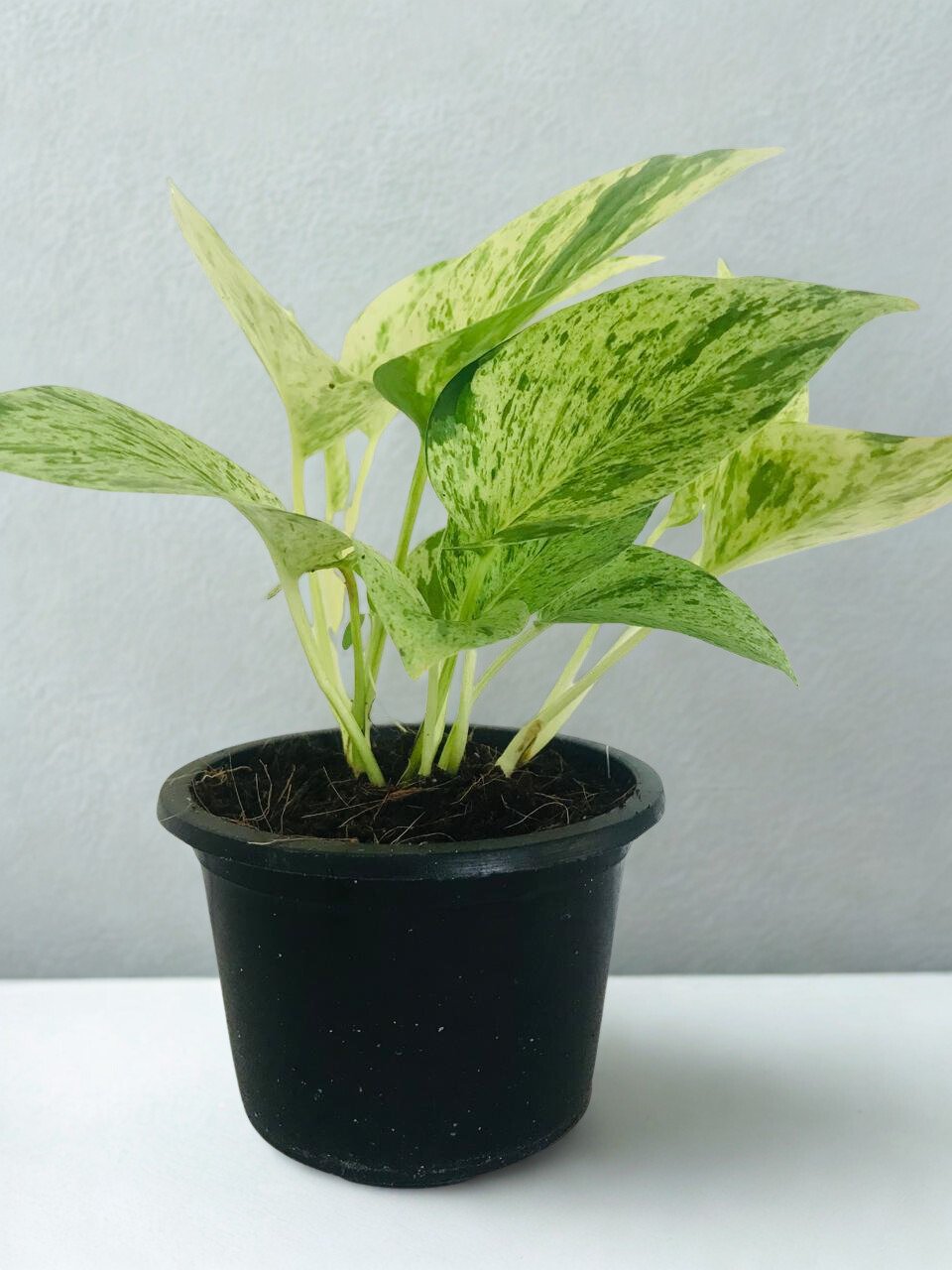 Epipremnum aureum 'Marble Queen'
