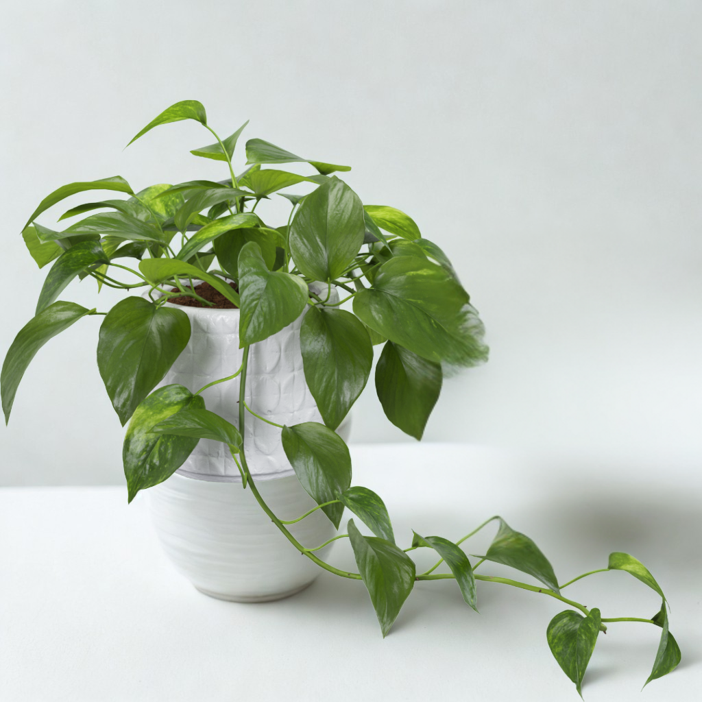 Philodendron Pothos