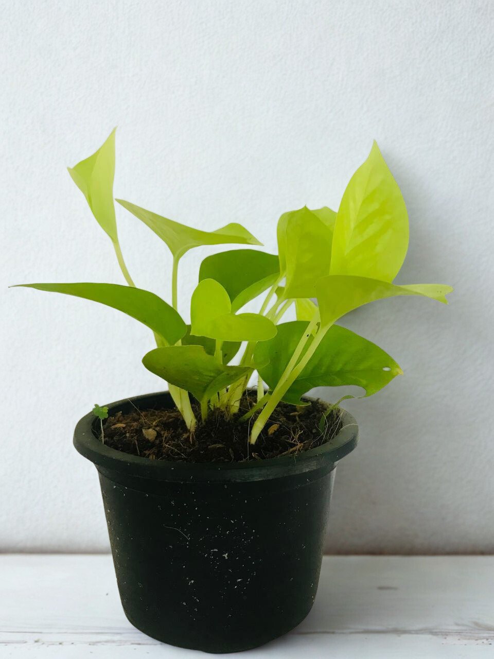 Epipremnum aureum 'Lemon Lime'