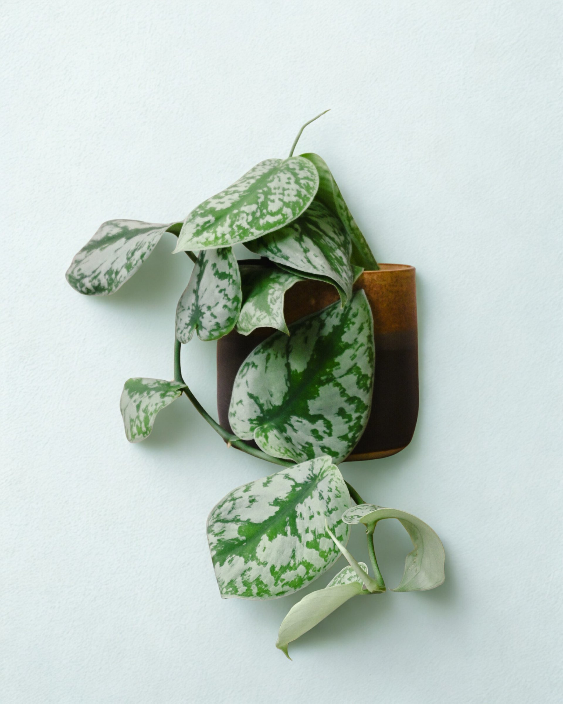 Epipremnum pictus