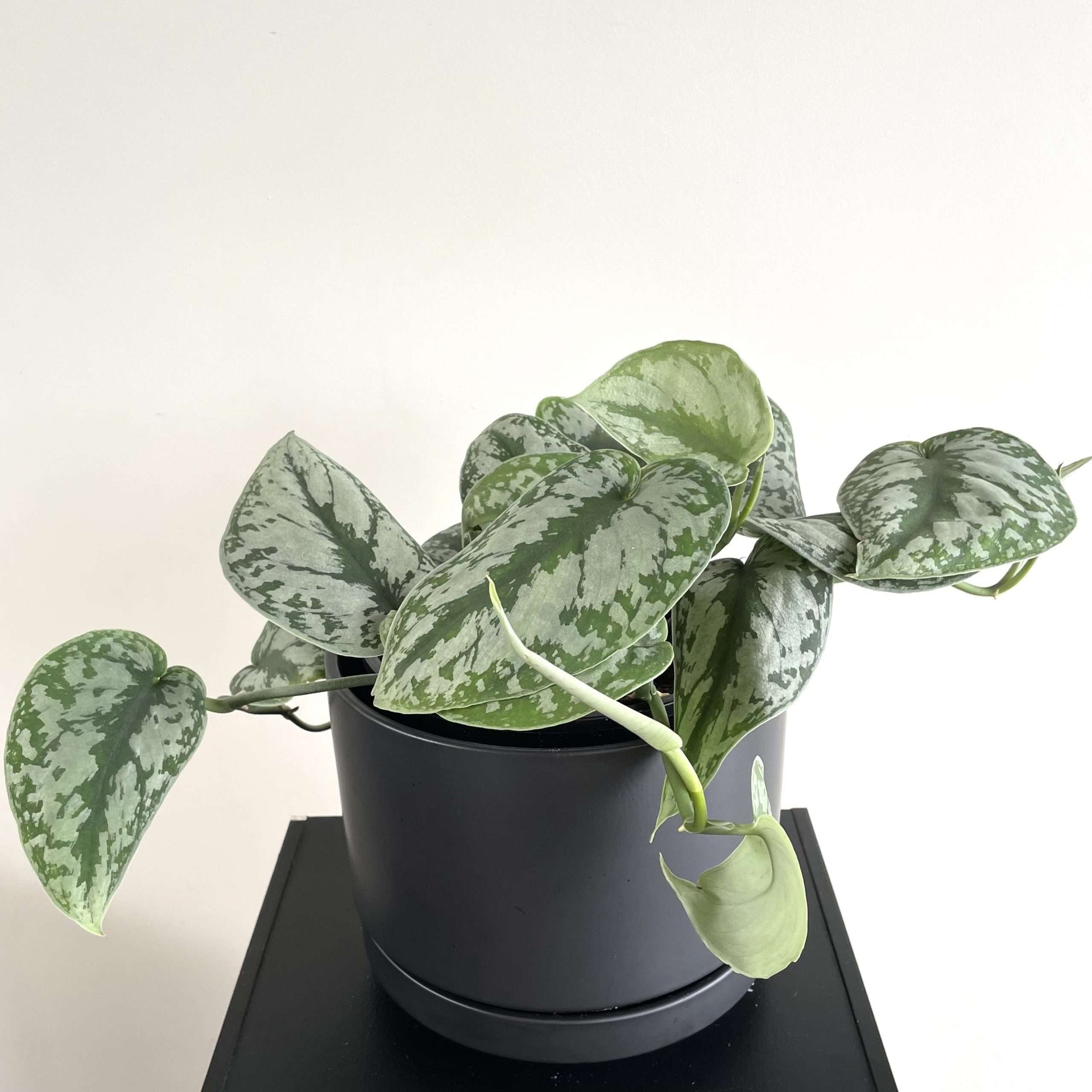 Epipremnum pinnatum 'Trebi'