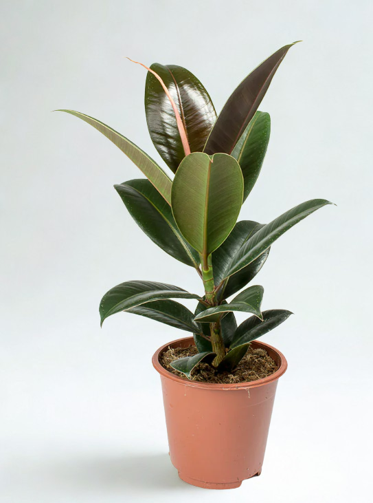 Ficus elastica 'Melany'