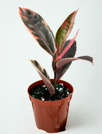 Ficus elastica 'Ruby'