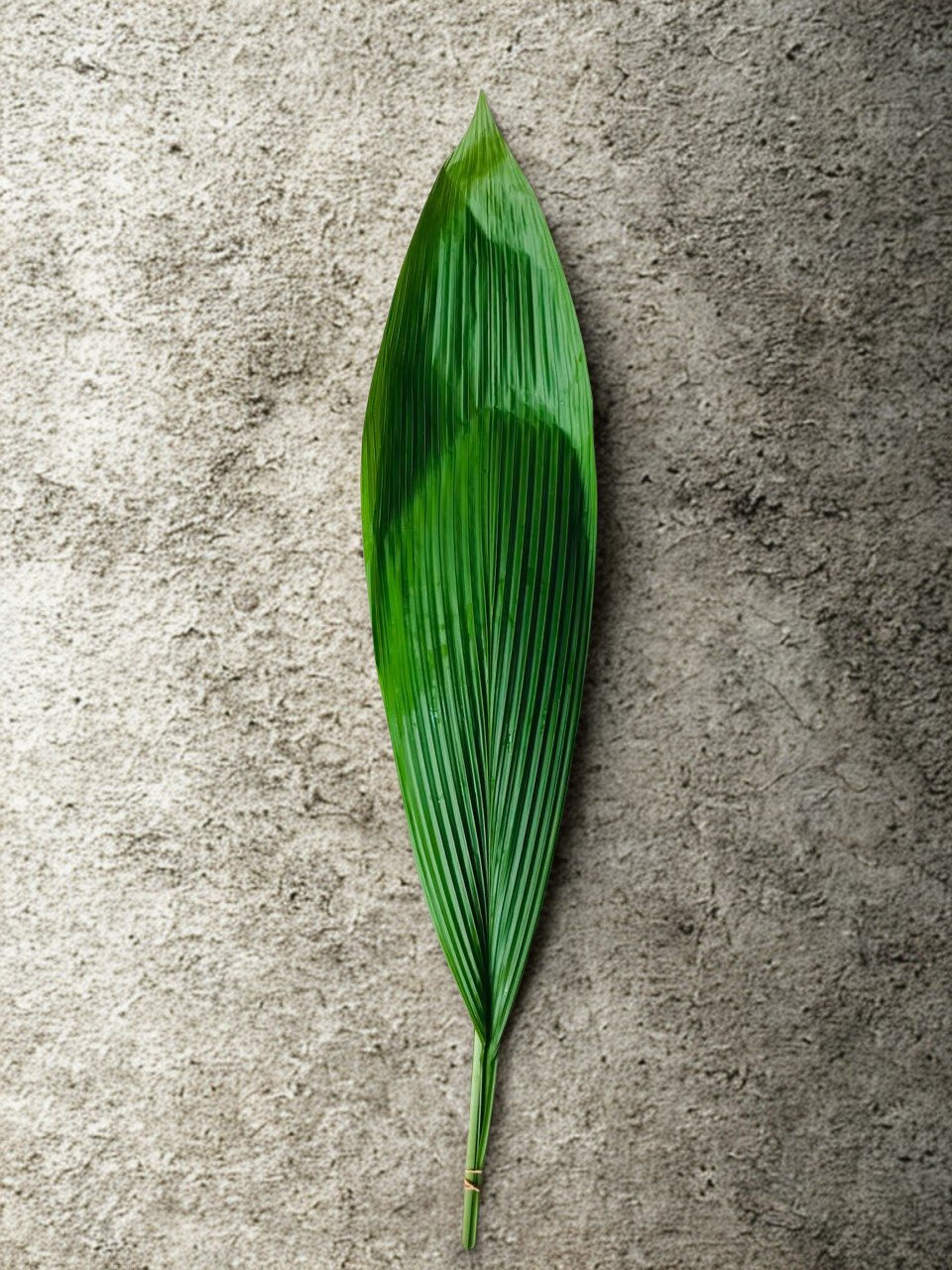 Ground Orchid