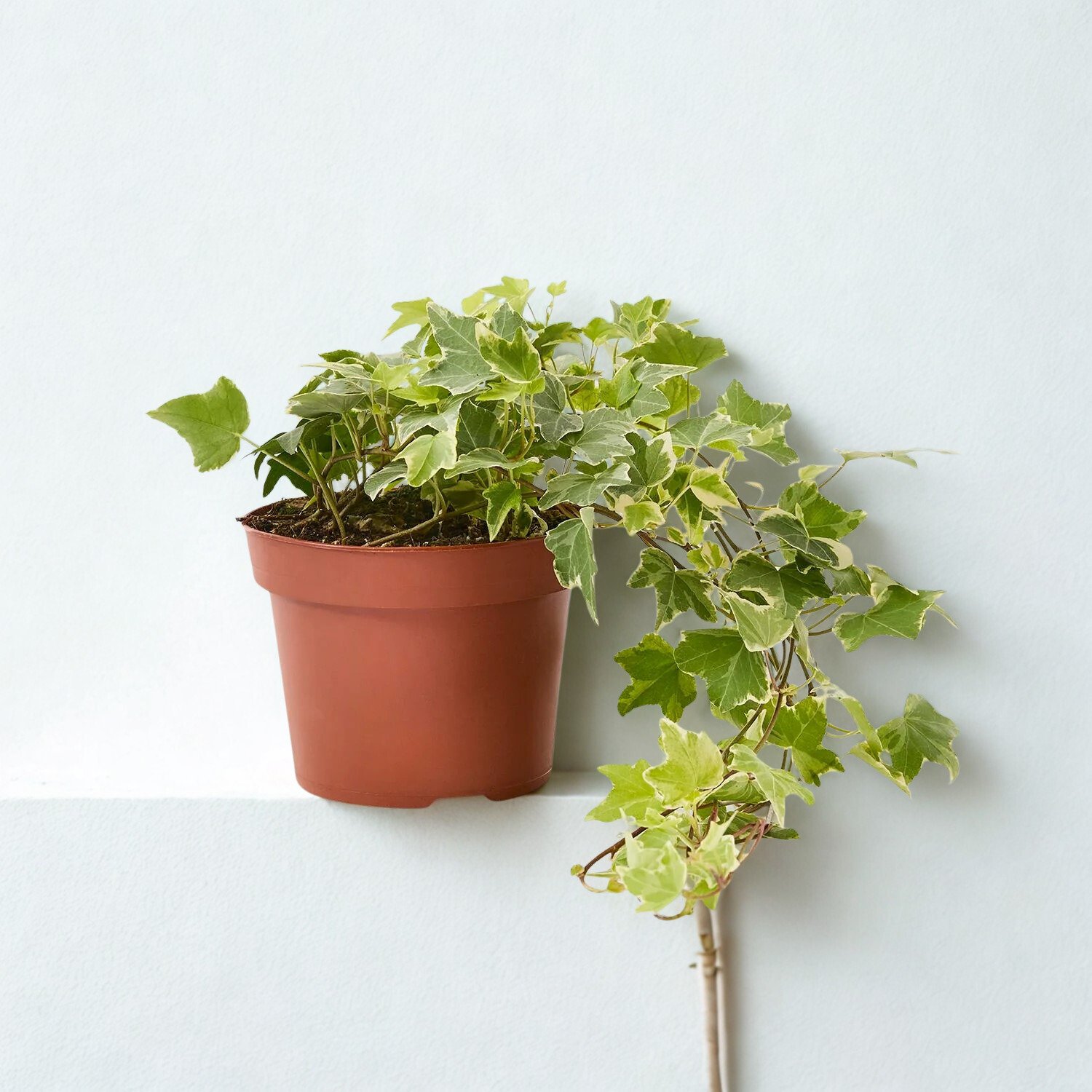 Hedera helix