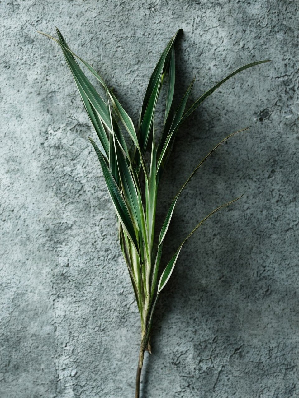 Marginata Tops