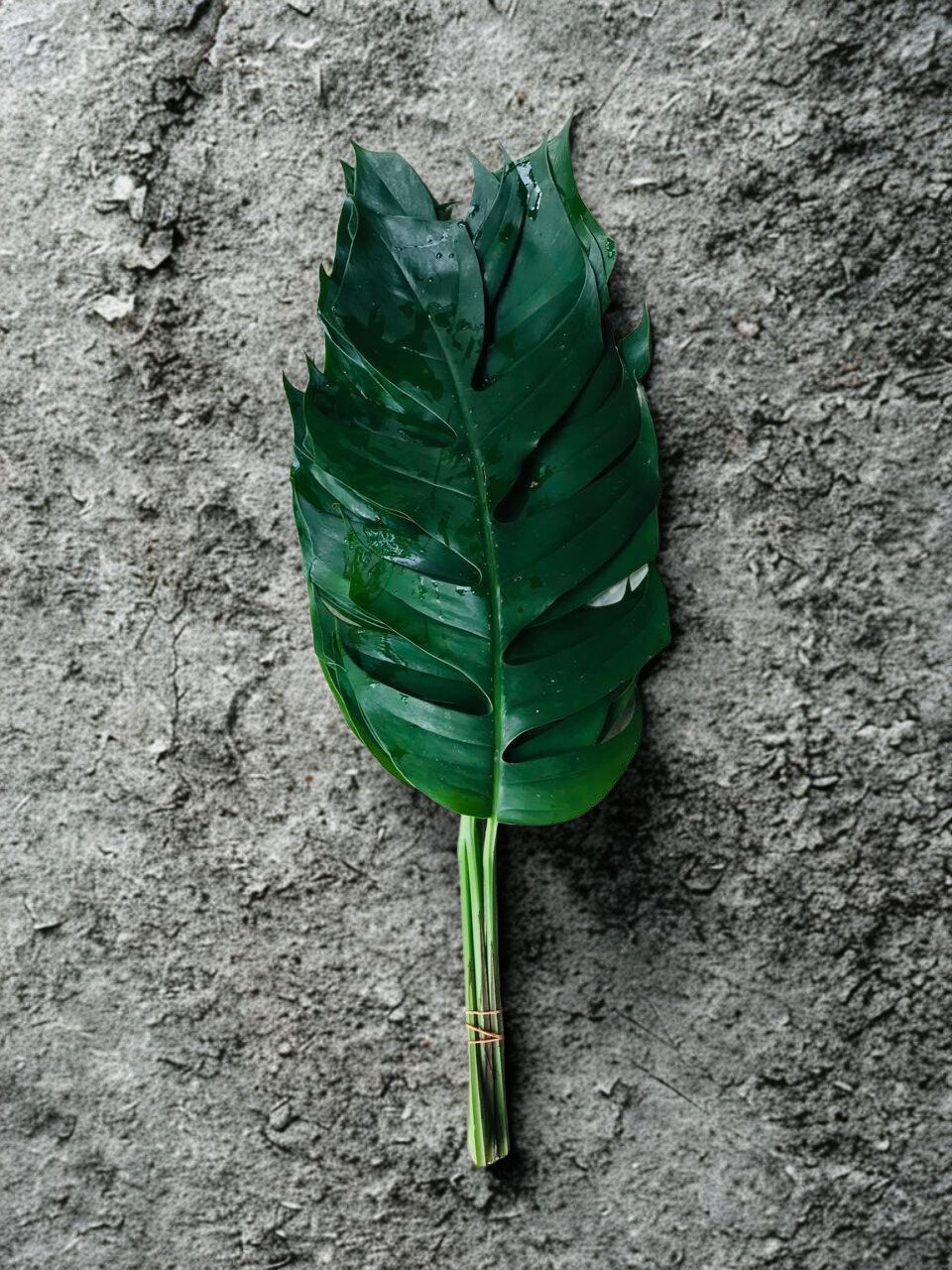Monstera