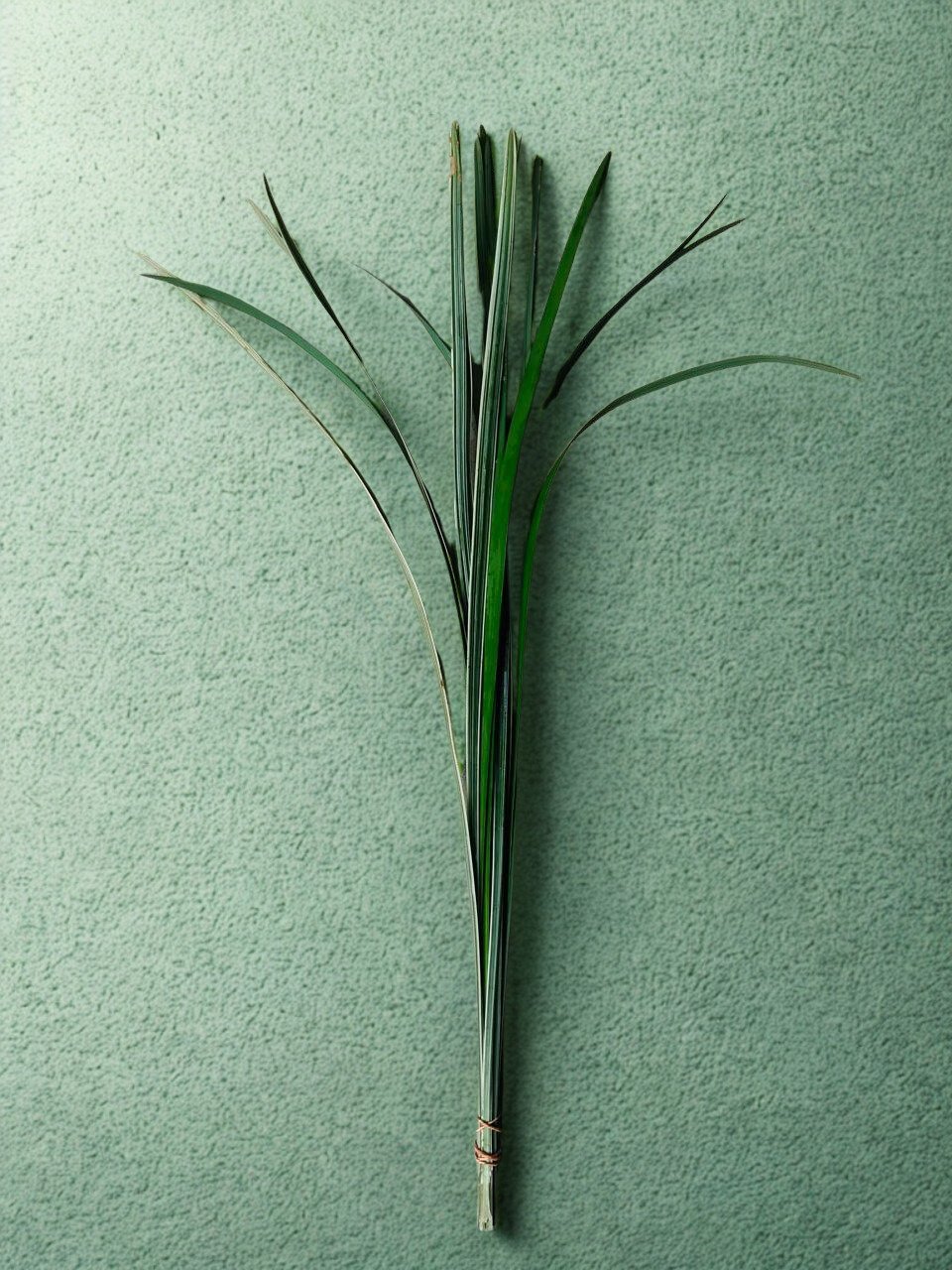 Ophiopogon