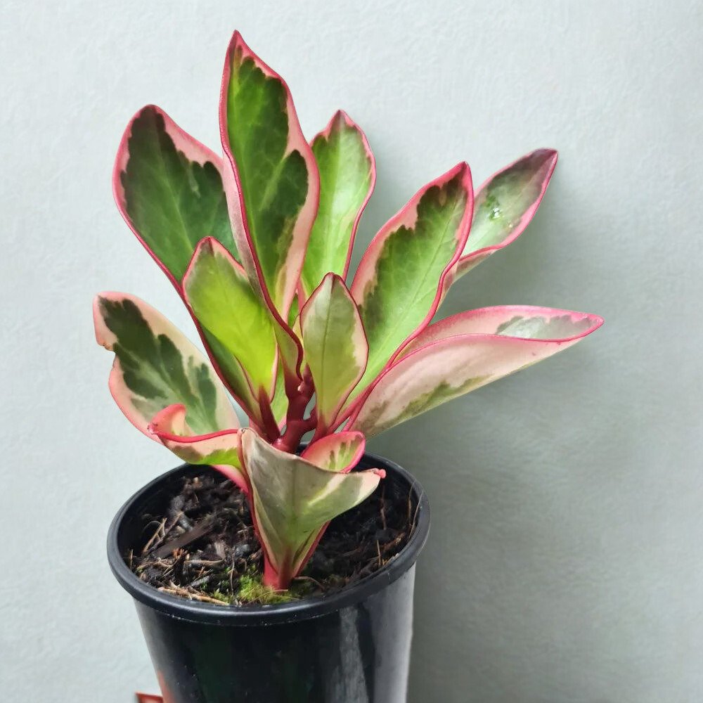 Peperomia clusiifolia 'Variegata'