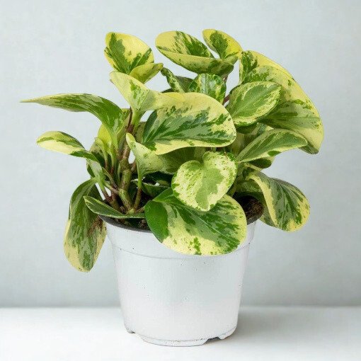Peperomia obtusifolia 'Variegata'