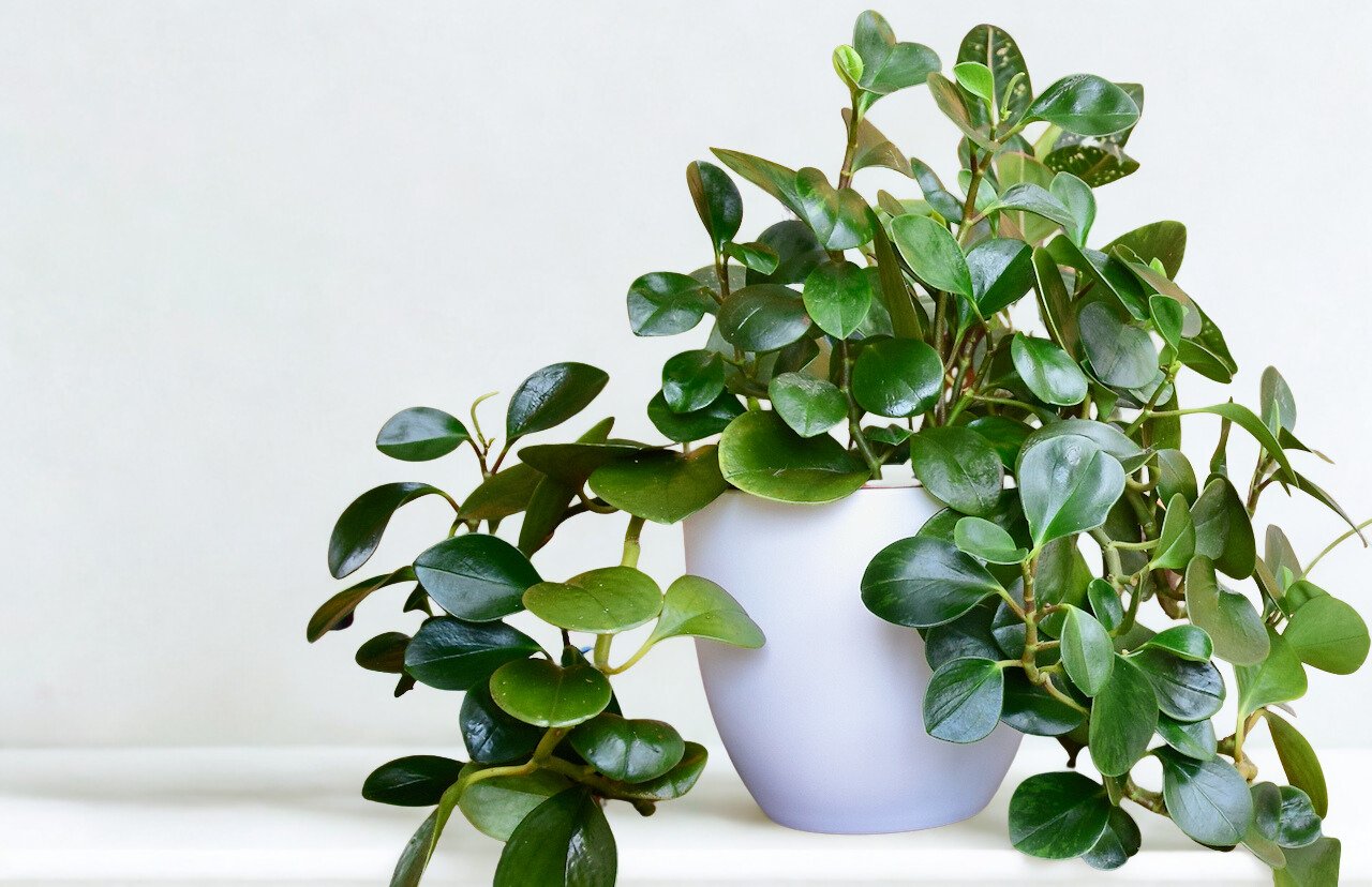 Peperomia obtusifolia