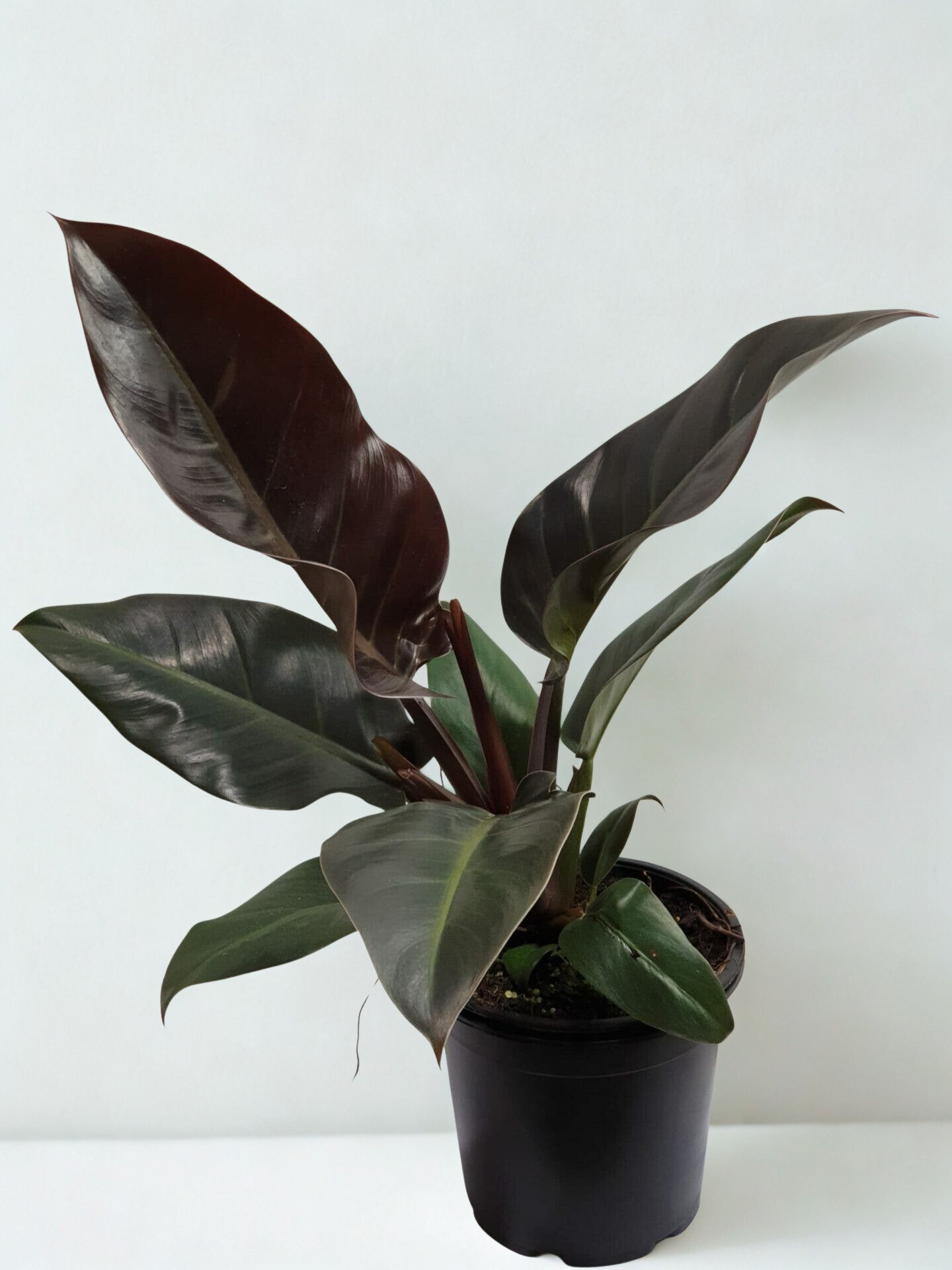 Philodendron 'Autumn'