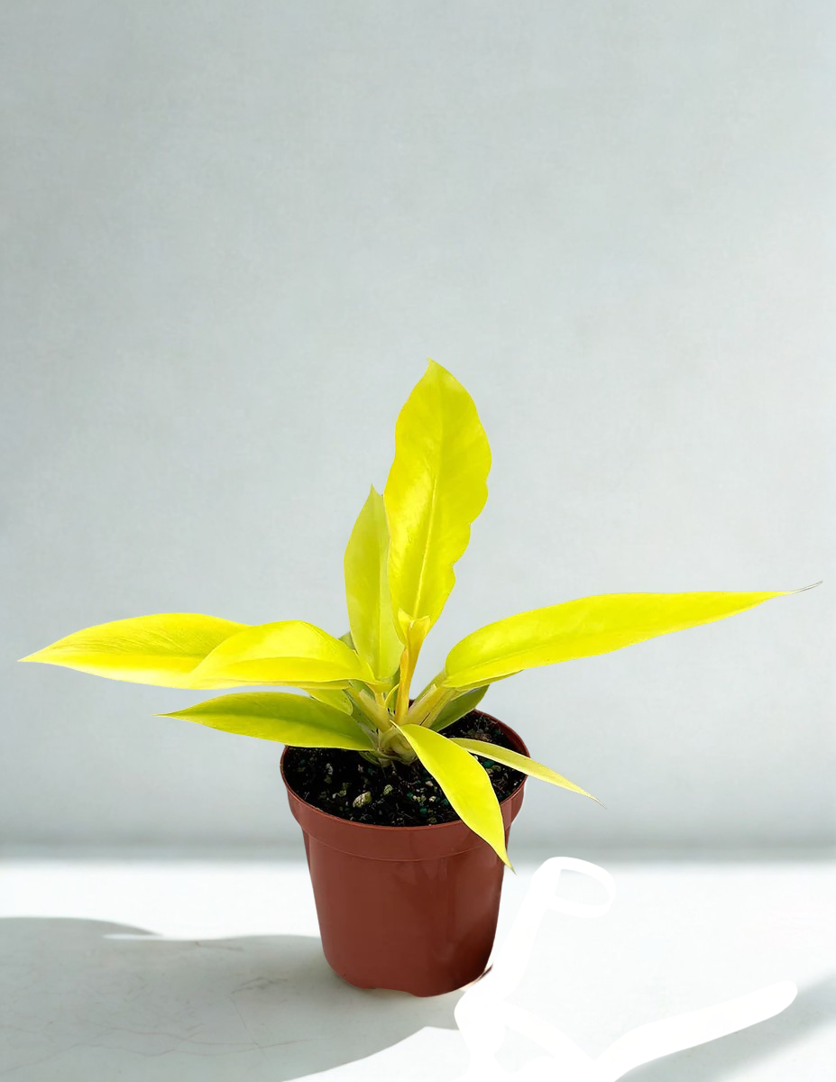 Philodendron 'Green Crocodile'