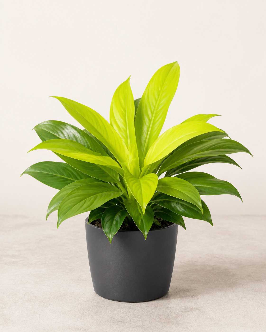 Illustration of Philodendron 'Moonlight'
