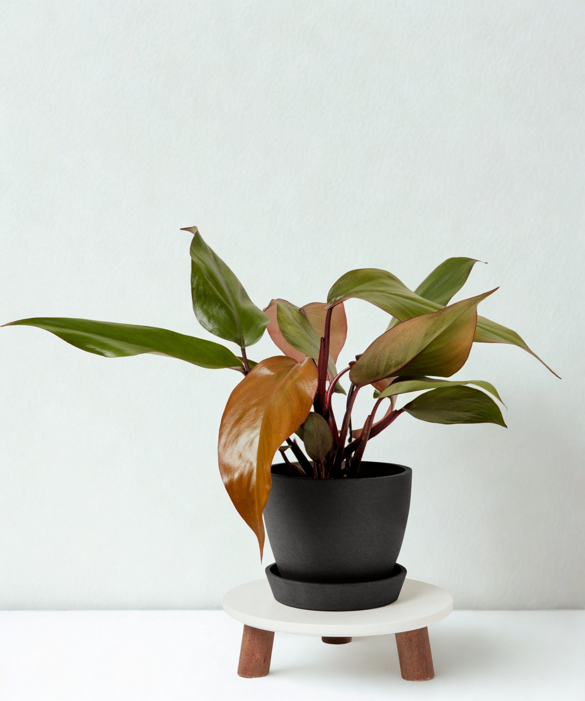 Philodendron 'Red Congo'