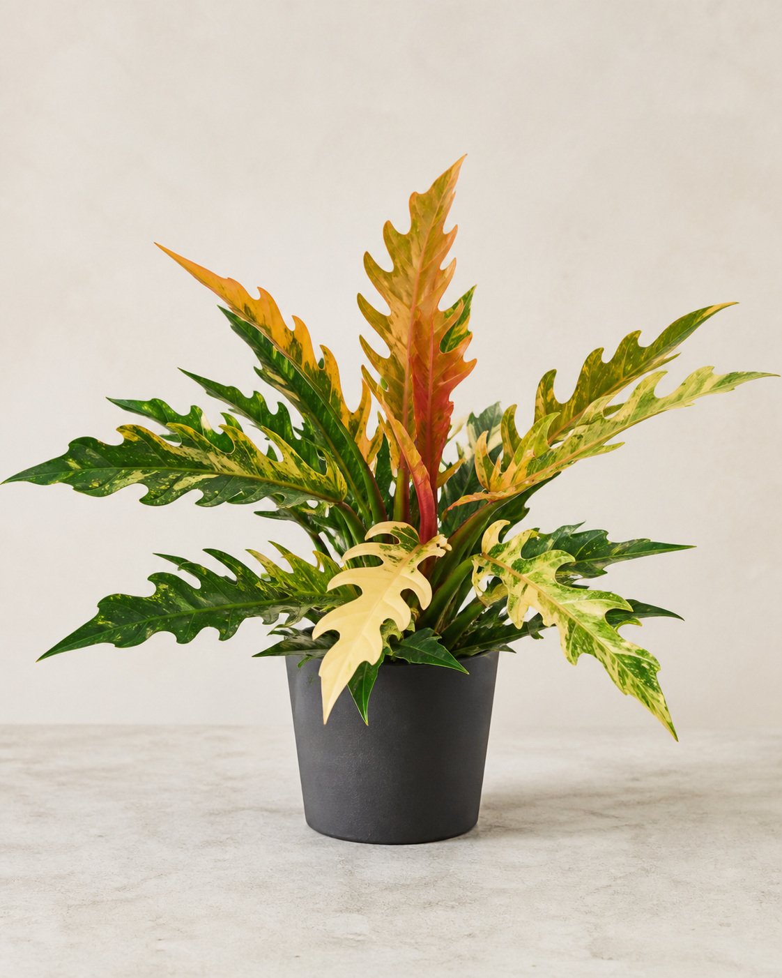 Illustration of Philodendron 'Ring of Fire'