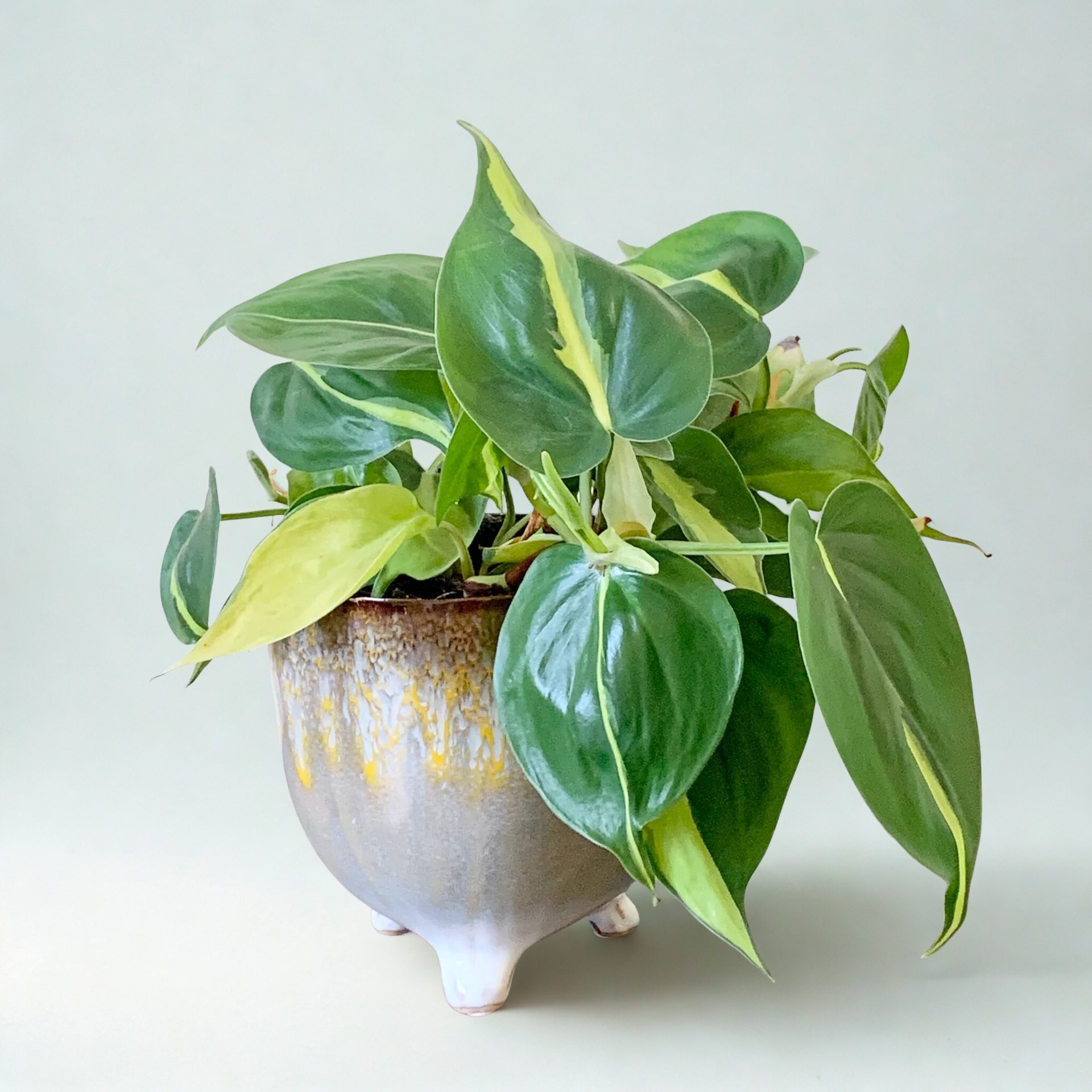 Philodendron hederaceum 'Brasil'