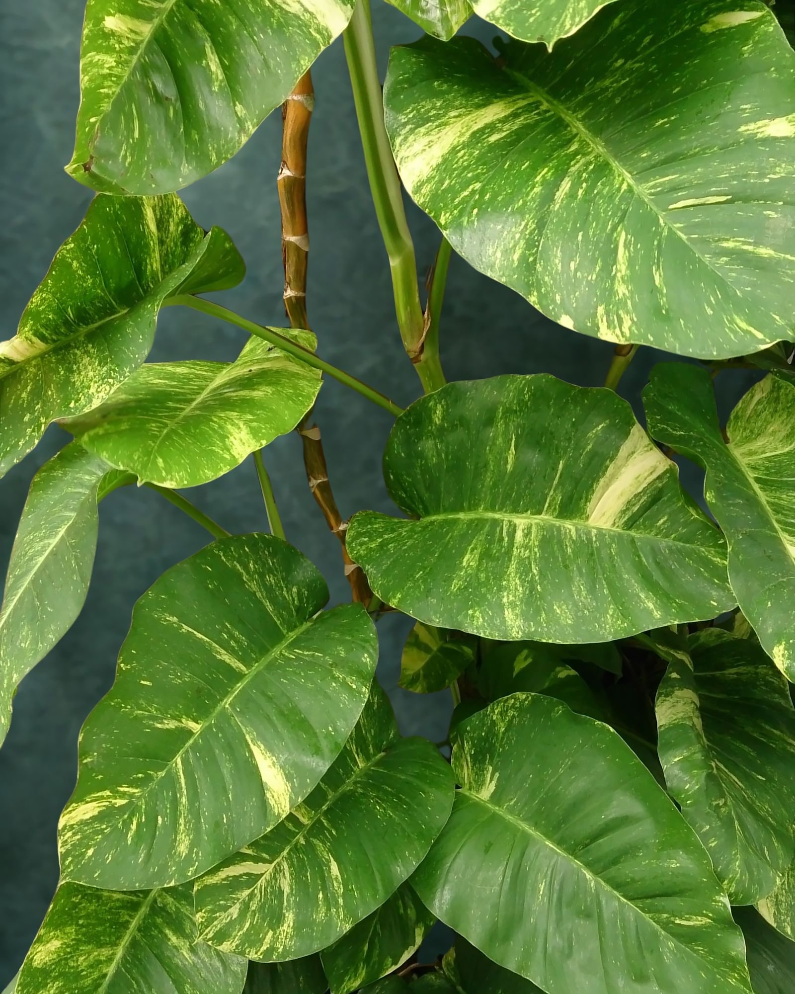 Epipremnum aureum / Philodendron spp.