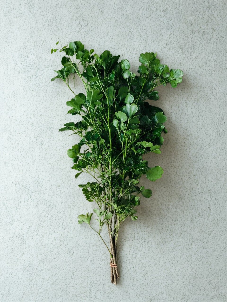 Polyscias scutellaria 'Balfourii'