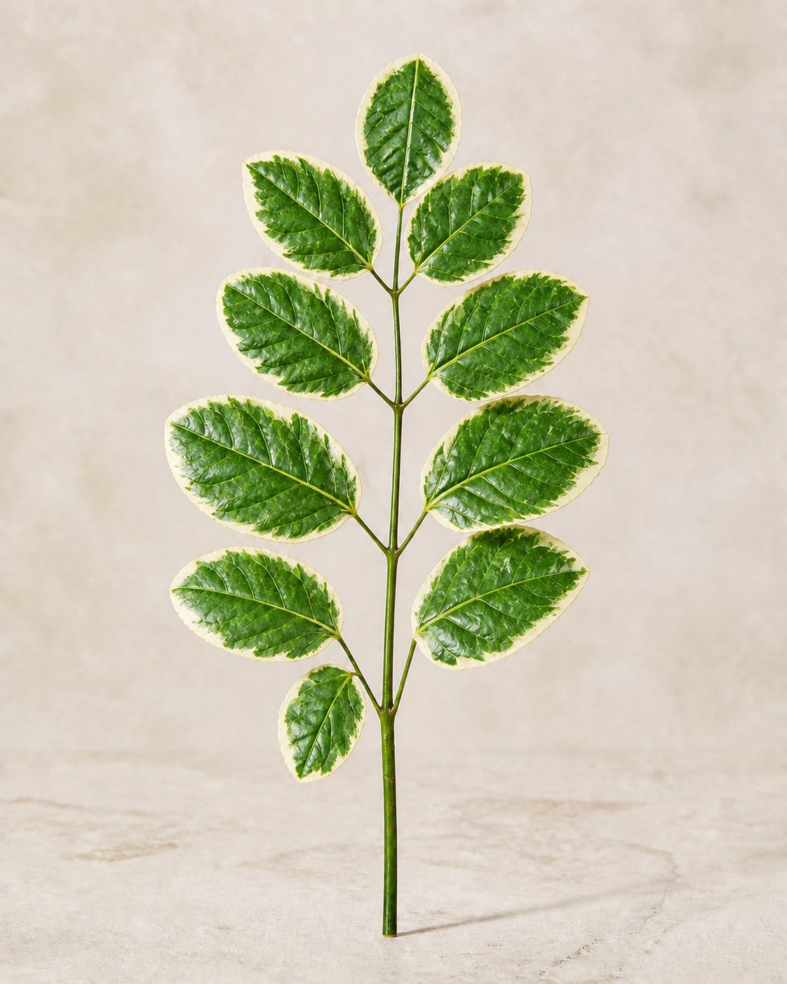 Illustration of Polyscias Guilfoylei