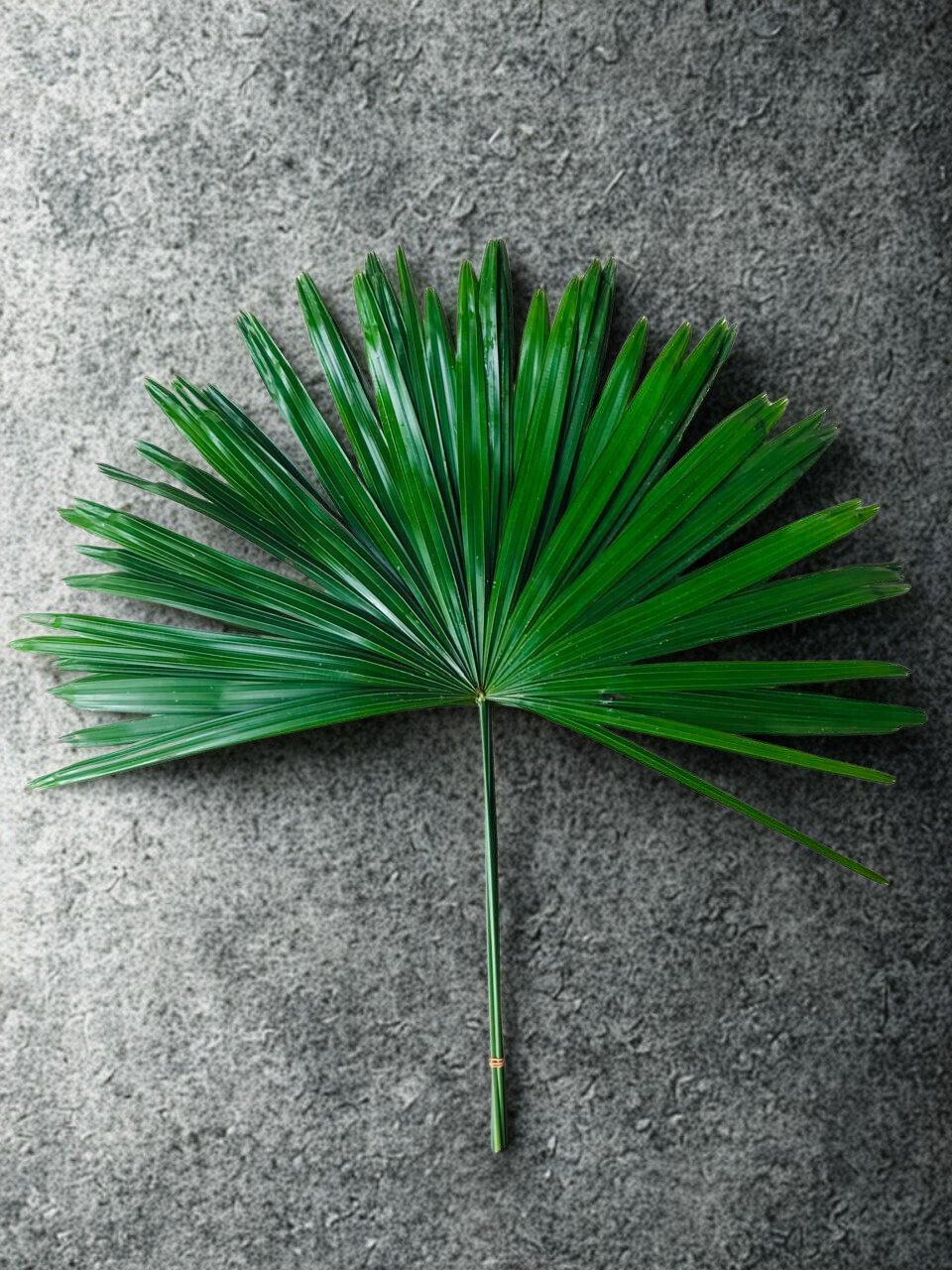 Rhapis