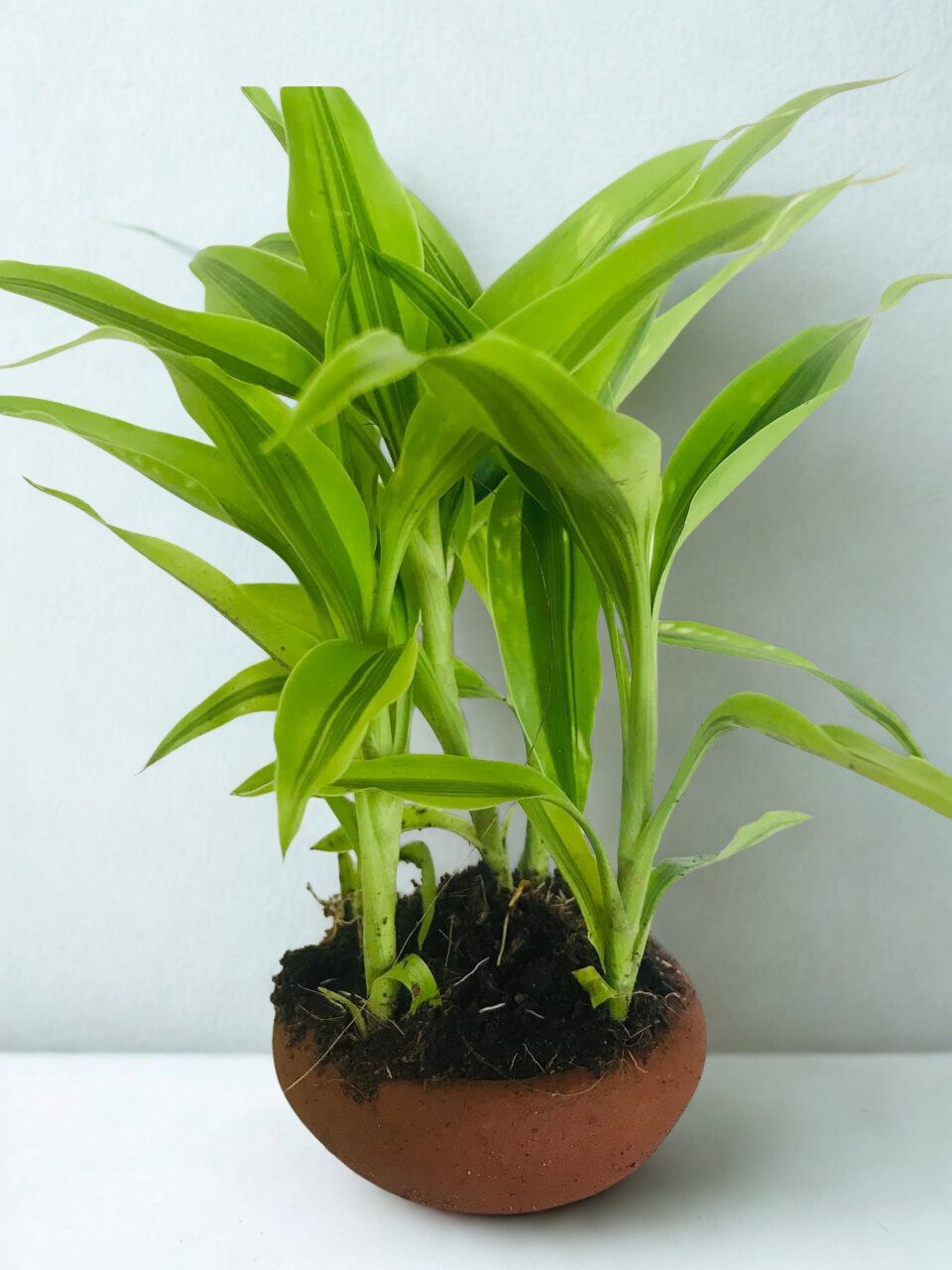 Sanderiana Gold