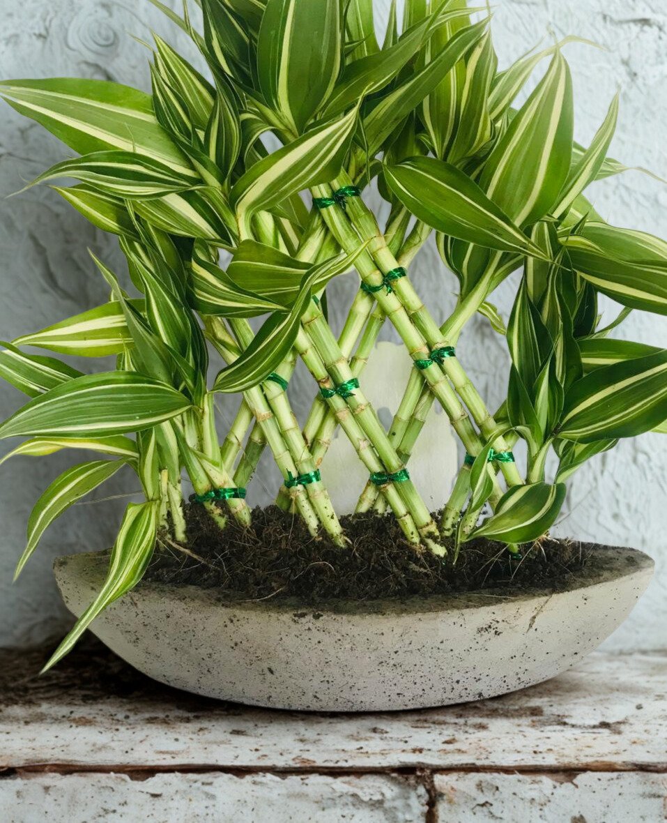 Dracaena sanderiana 'White'