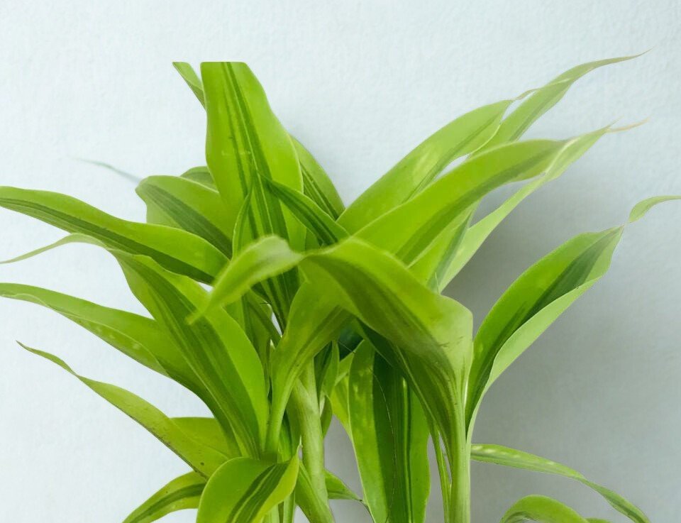 Dracaena Sanderiana Gold