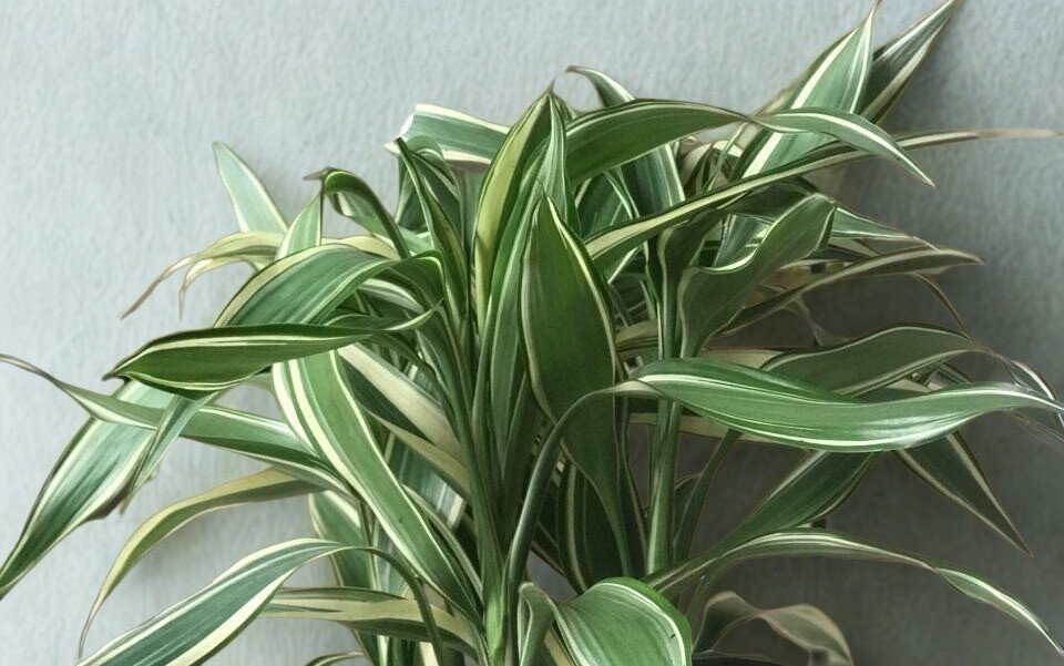 Dracaena Sanderiana Victory